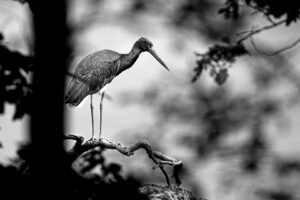 Erich Greiner: Schwarzstorch