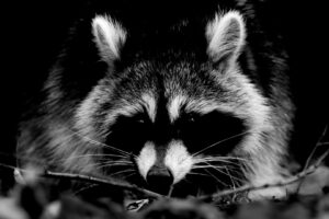 Erich Greiner: Waschbär