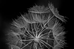 Erich Greiner: Wiesen-Bocksbart
