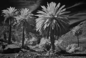 Bernd Köhler: Am Palmenfluss