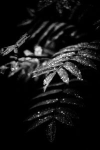 Christian Pracht: Morgentau