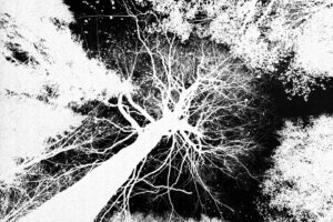 Christian Pracht: Traumwald