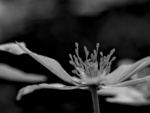 Cornelia Zausch: Buschwindröschen