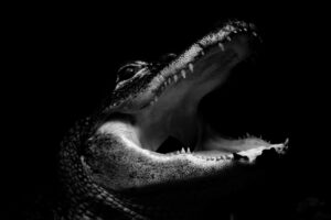 Klaus-Peter Röder: Krokodil! Achtung! Schnappt zu