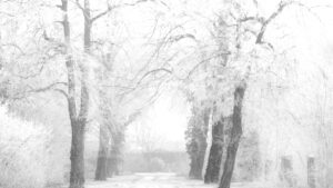 Klaus-Peter Röder: Nordfriedhof im Winter und Nebel