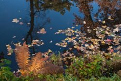 Herbststimmung in Wörlitz